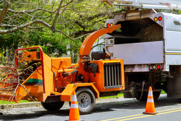 Best Tree Removal Services  in Bellevue, PA